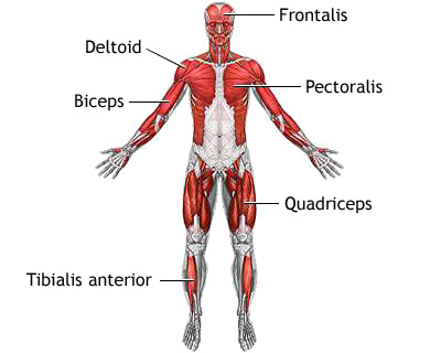 กล้ามเนื้อในร่างกายมีกี่ชนิด
